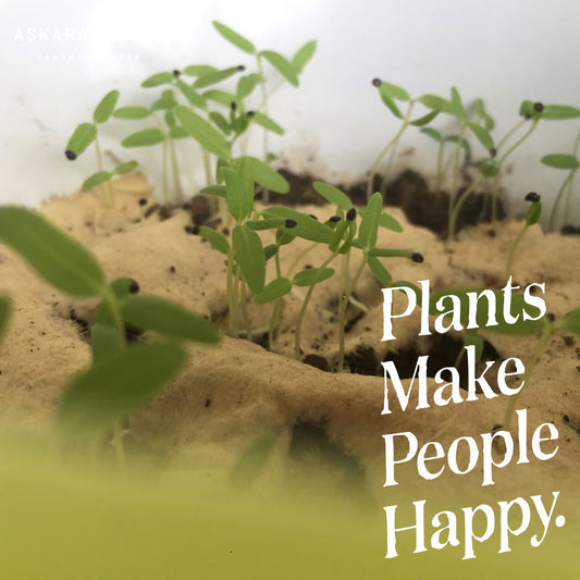 Kertas Benih Plantable Seed Paper